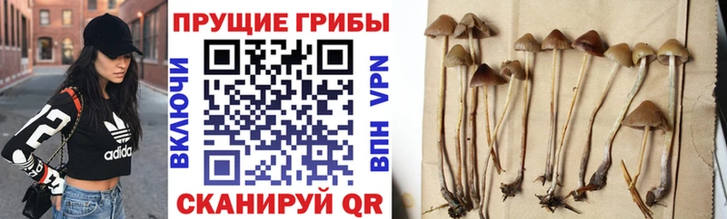 Галлюциногенные грибы MAGIC MUSHROOMS  как найти закладки  даркнет Telegram  Новошахтинск 