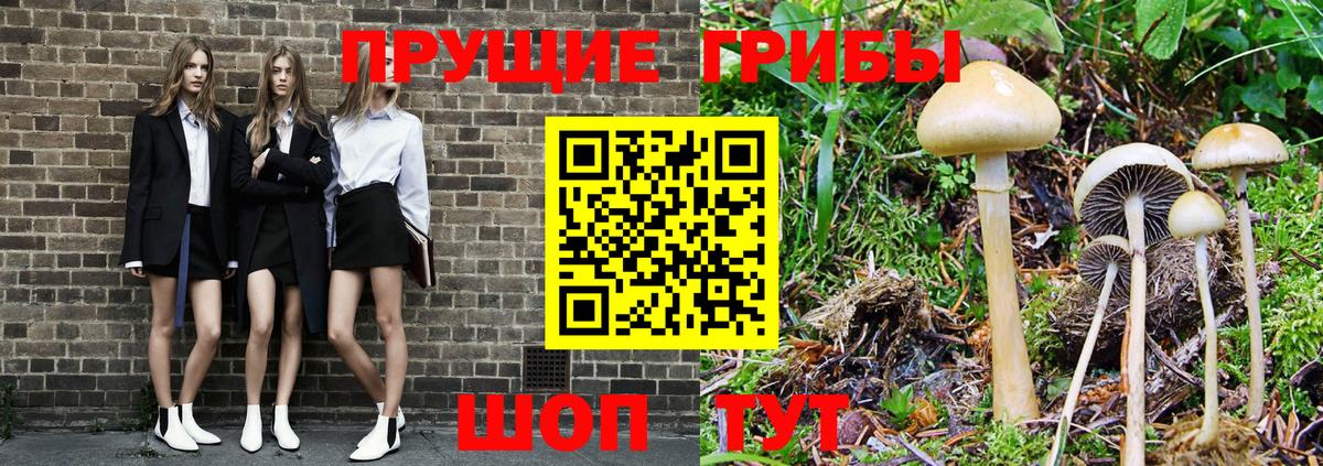 Галлюциногенные грибы Psilocybine cubensis  Новошахтинск 